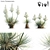 Thompson's Yucca | Beaked Yucca Model 3D model small image 1