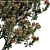 Eriobotrya Japonica Tree: Vibrant & Realistic Model 3D model small image 2