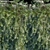 Evergreen Beauty: Creeping Rosemary 3D model small image 2