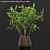 Conganania Axillaris Branches - Elegant Vase Decor 3D model small image 2