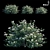 Versatile Bush Collection: 3 Varieties 3D model small image 1