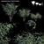 Prickly Tea-tree: Leptospermum Continentale 3D model small image 1