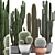 Exotic Cactus Collection - 300 Plants 3D model small image 1