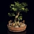 Opulent Opacity Bonsai Tree 3D model small image 2