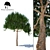 Premium Pine Timber | High-Quality Pinus Sylvestris 3D model small image 1