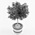 Ornamental Mandarin Orange Tree 3D model small image 3