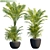 Outdoor Butterfly Palm: Stunning and Low-Maintenance 3D model small image 1