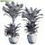 Outdoor Butterfly Palm: Stunning and Low-Maintenance 3D model small image 2