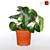 Multifaceted Peperomia: Indoor Cultivated Plant 3D model small image 1
