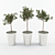 Mediterranean Beauty: 3 Olive Tree 3D model small image 3