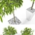 3D Ficus Alii Set: Lifelike Greenery 3D model small image 2
