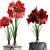 Exotic Hippeastrum Collection. 3D model small image 2