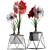 Exotic Hippeastrum Collection. 3D model small image 3