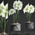 Exquisite Hippeastrum Collection: Perfect Indoor Plants! 3D model small image 1