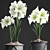 Exquisite Hippeastrum Collection: Perfect Indoor Plants! 3D model small image 2