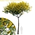 Exquisite Brazilian Firetree | Schizolobium Parahyba 3D model small image 1