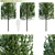Grecian Laurel Hedge: Laurus Nobilis Bay Tree 3D model small image 1