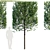 Grecian Laurel Hedge: Laurus Nobilis Bay Tree 3D model small image 2