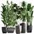 Exotic Plant Collection: Frangipani, Ficus, Dracaena 3D model small image 1