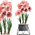 Exotic Hippeastrum Collection: Blooming Pink Beauties 3D model small image 1