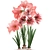 Exotic Hippeastrum Collection: Blooming Pink Beauties 3D model small image 2