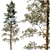 Evergreen Pine Tree: VRay Max14 3D model small image 1