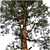 Evergreen Pine Tree: VRay Max14 3D model small image 2