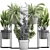 Exotic Plant Collection: Nephrolepis, Fern, Dracaena, Curculigo 3D model small image 3