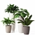 Tropical Indoor Plant Collection 3D model small image 1