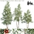 Rustic Clump River Birch | Betula nigra "Cully 3D model small image 1