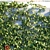 Lush Virginia Creeper | Parthenocissus Quinquefolia Greenery 3D model small image 2