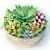 Sleek Succulent Plant Pot 3D model small image 1