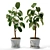 Flexible Ficus Set - Turbosmooth 3D model small image 1