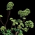 Heavenly Angelica: Verdant Polys 3D model small image 2
