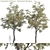 Tasmanian Bluegum: Vibrant Eucalyptus Model 3D model small image 1