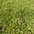 Realistic Translucent Grass Model 3D model small image 2