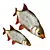 Animated Rudd Fish - 500 Tris 3D model small image 2