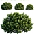 Versatile Green Pillar Bush | Pittosporum tenuifolium 3D model small image 1