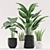 Botanical Bliss: Aloe, Colocasia, Paradise, and Sansevieria in Black and White Pots 3D model small image 2