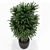 171 Plants Collection for Home 3D model small image 2