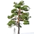 3-Pine Collection: Pinus Sylvestris #5 H7-10m 3D model small image 3