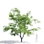Maple Manchurian Tree | Premium Quality 3D model small image 3