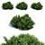 Evergreen Coniferous Picea Orientalis: Mini Landscaping Marvel 3D model small image 1