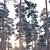 Snow-Covered Pine Trees: 2 Adult Pines, 19-22m Height 3D model small image 2