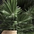 Exotic Plant Collection: Fan Palm, Interior & Brahea 3D model small image 2