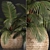 Exotic Palm Collection in Rattan Pot 3D model small image 2