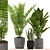 139 Plants Collection: Aspidistra, Aloe Vera, Palm with Black & Color Pots 3D model small image 1