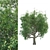 Tall Broadleaf Tree 3D Model 3D model small image 3