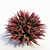  Vibrant Red Barberry Plant 3D model small image 2