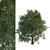 Tall Leafy Tree Accent 3D model small image 1